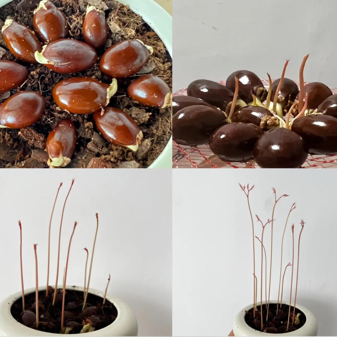15 Lychee Seeds for Planting, Lychee Fruit Seeds Garden