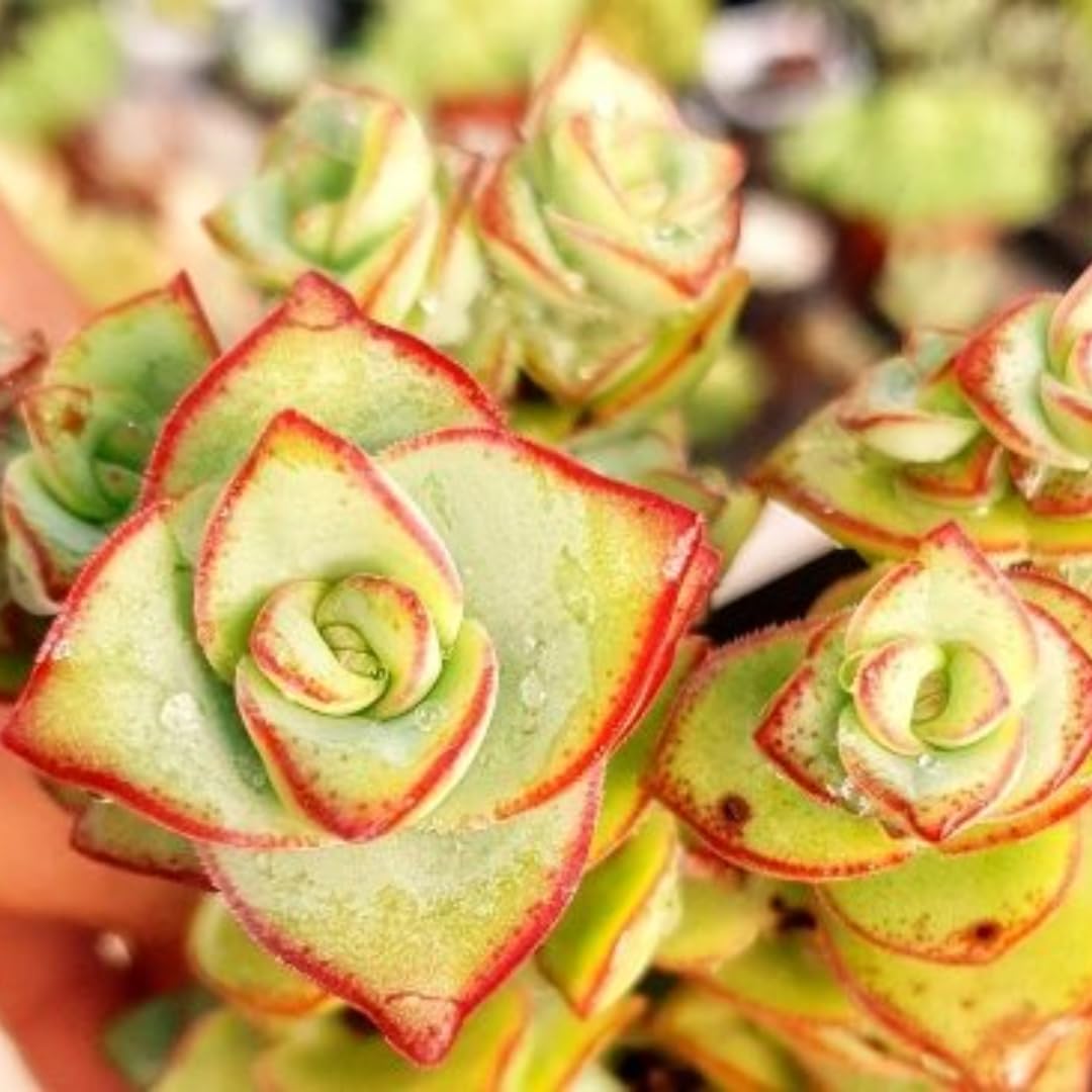 Crassula String of Buttons Live Plant | Compact Trailing Succulent in 2 Inch Pot | Plant for Home Office, Wedding Hanging Decoration & DIY Projects