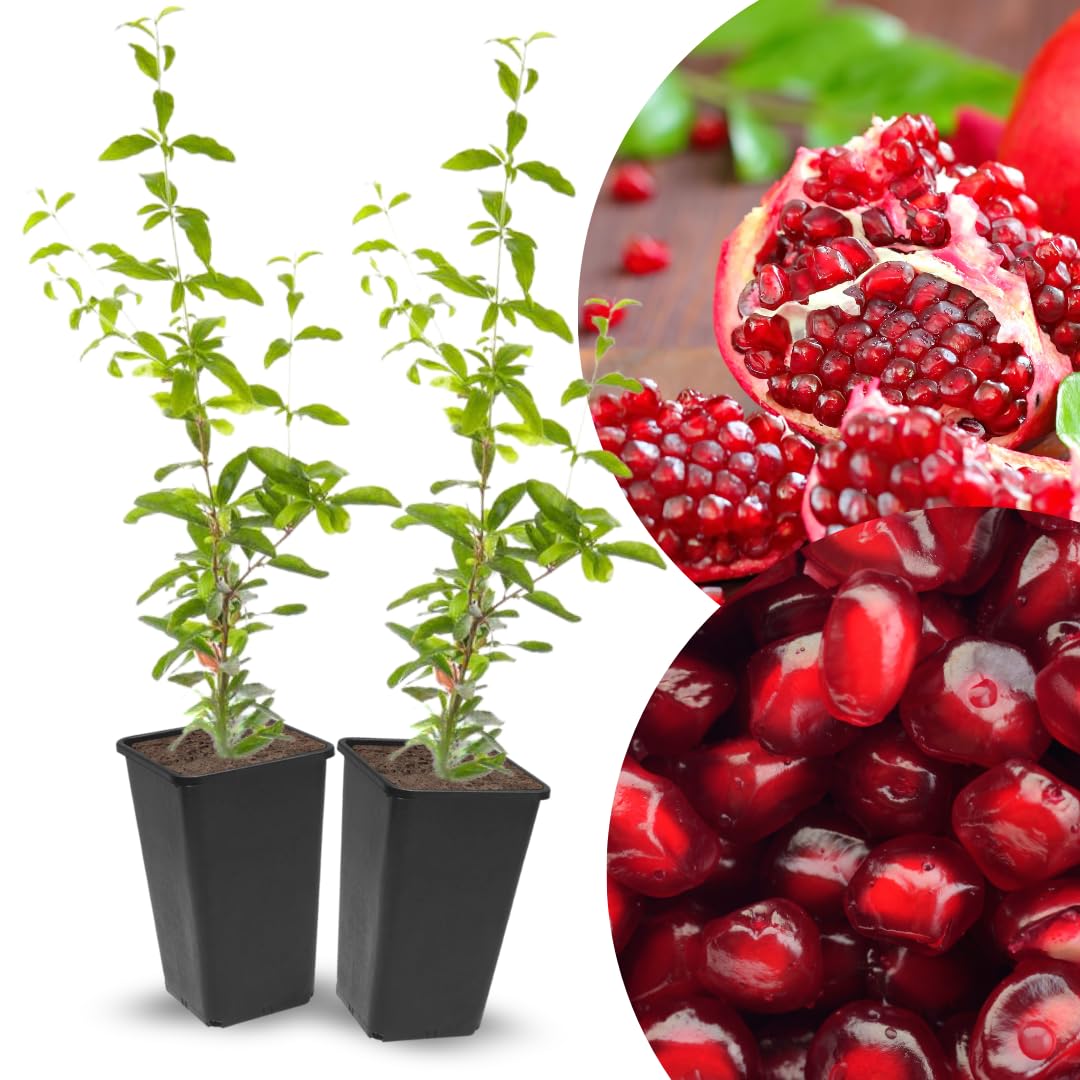 Pomegranate Tree Live Plant, Starter Size 1 Year Old Seedling in 4" Pot, Sweet Pomegranate for Indoor Outdoor Spring Planting
