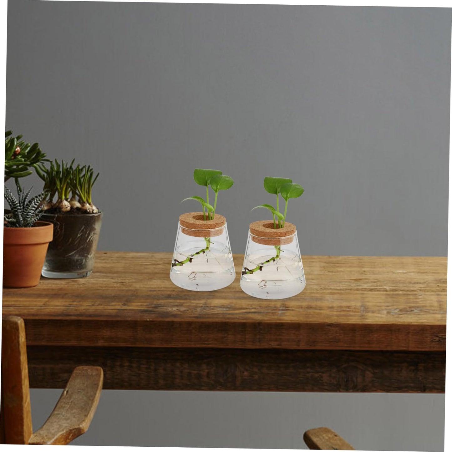 Garneck 2Pcs Hydroponic Plant Vases Clear Glass Terrarium Garden Decoration for Home Office Floral Arrangement and Nature Lovers Gift