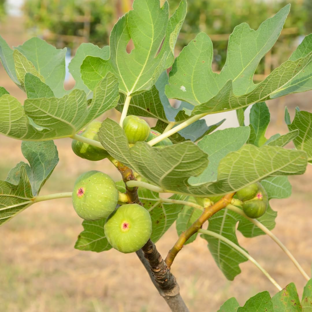 Fig Tree Live Plant, 1 Gallon Pot, Sweet Edible Fruit, Ready to Grow, Suitable for Gardens and Outdoor Planting, No Ship to CA (Yellow)