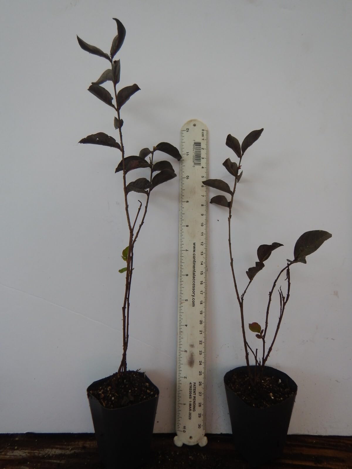 Live Plant - Ebony & Ivorycrepe Crape Myrtle Starter Plantwhite Flower Black Foliage