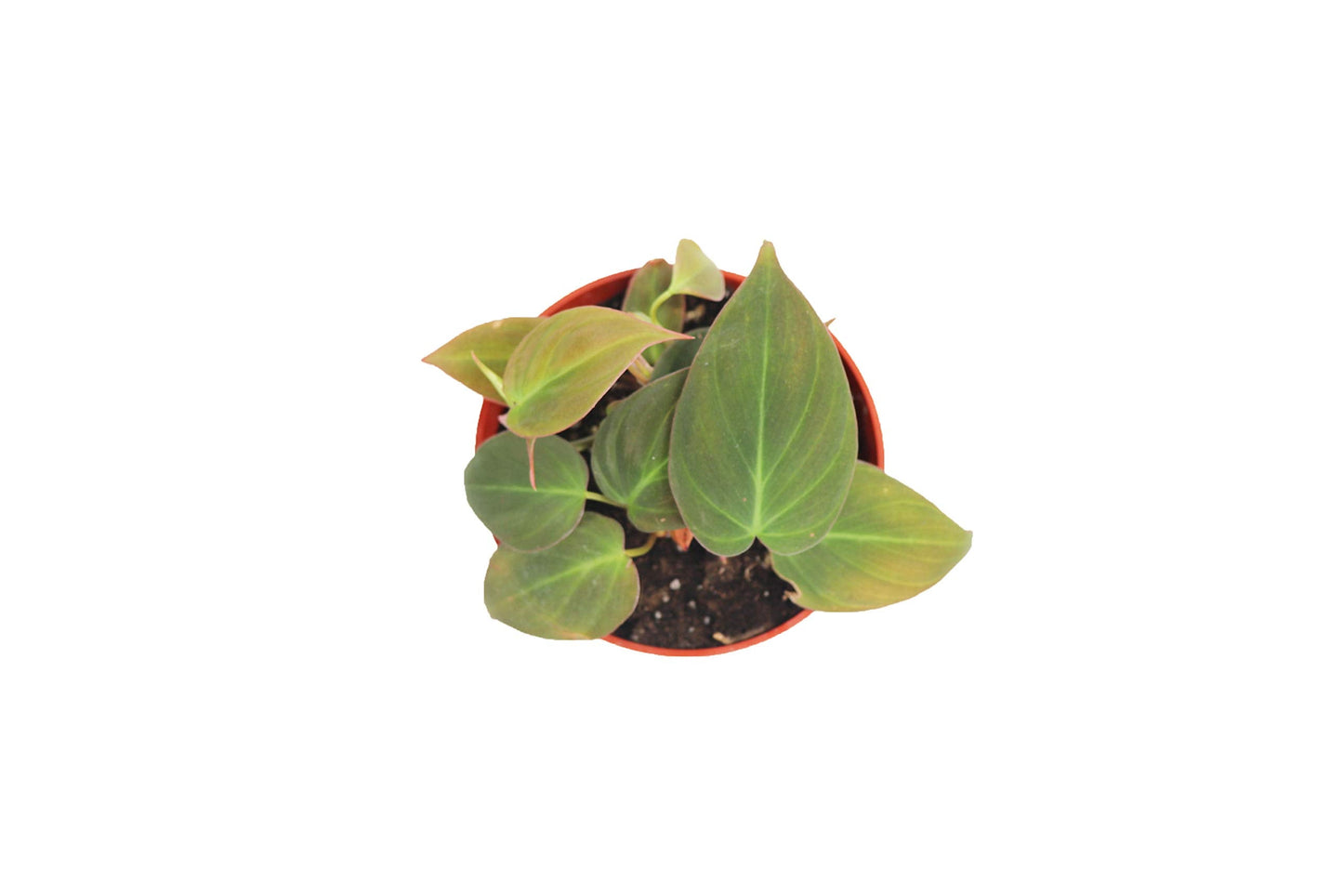Philodendron Micans 4" from California Tropicals