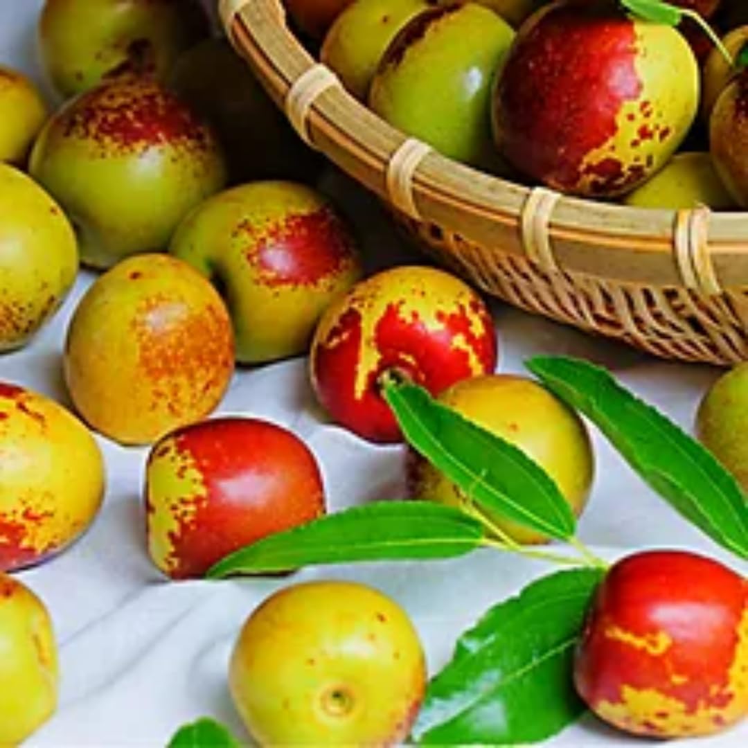 9 Months Old Li Jujube Tree Live Plant, 10-14 Inches Tall for Planting, Ready to Bear Fruit Within 1-3 Years, Dormant in Winter