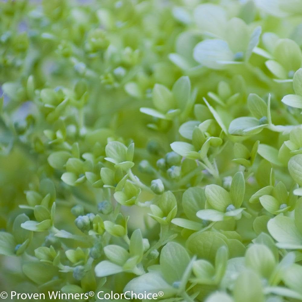 Brighter Blooms - Little Lime® Hydrangea Shrub, 1 Quart - No Shipping to AK, AZ, HI