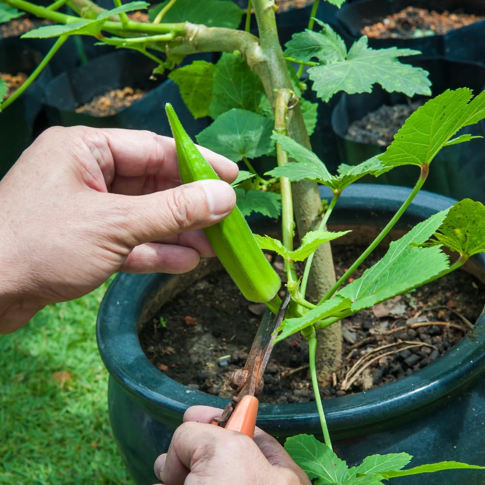 2 Okra Plants Live, Green Okra Live Plant, 4 Inc Potted