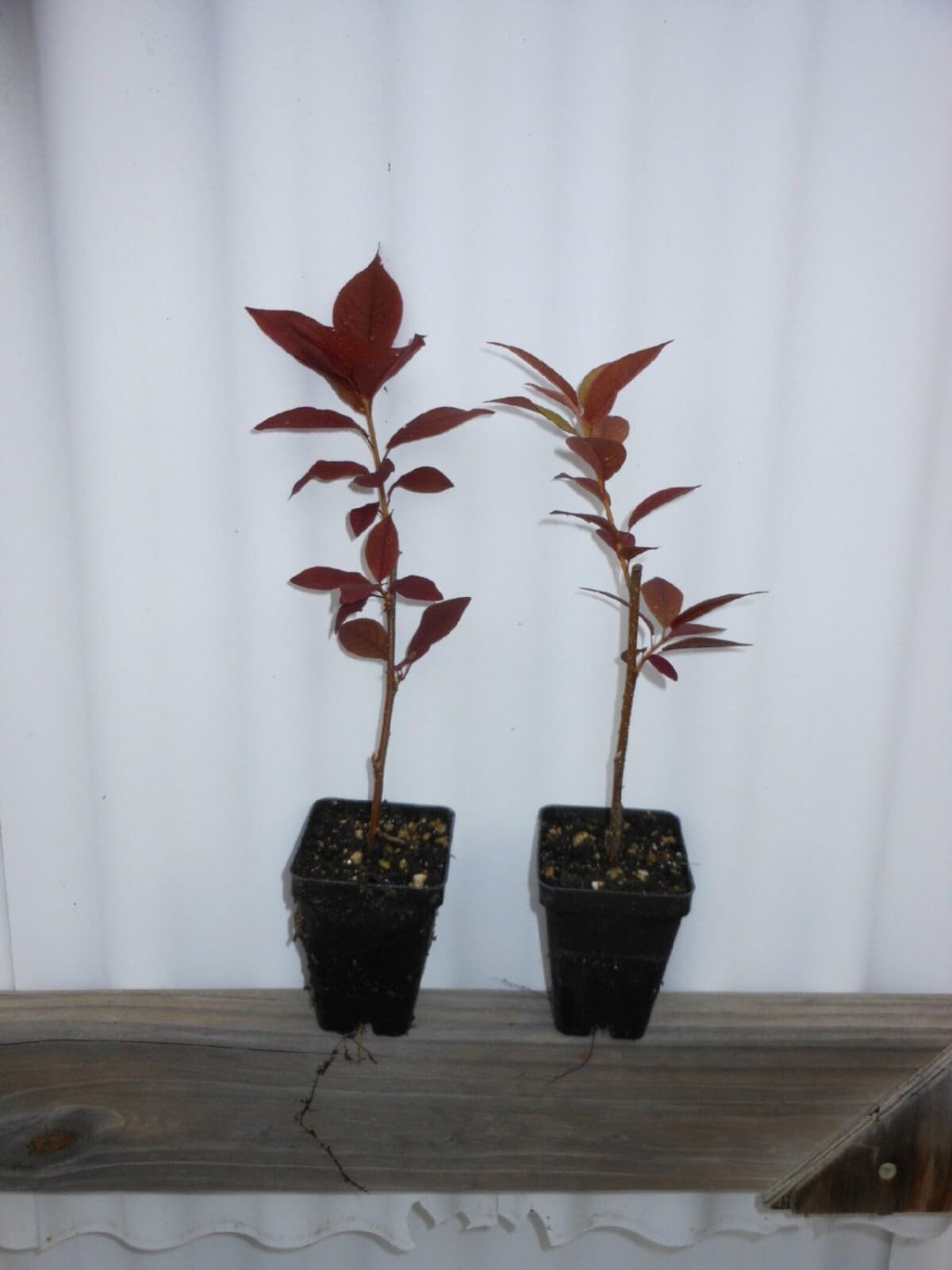 Live Plant - Canada Red Choke Cherry Tree - 8-14" Tall Live Plant, 3" Pot - Prunus virginiana