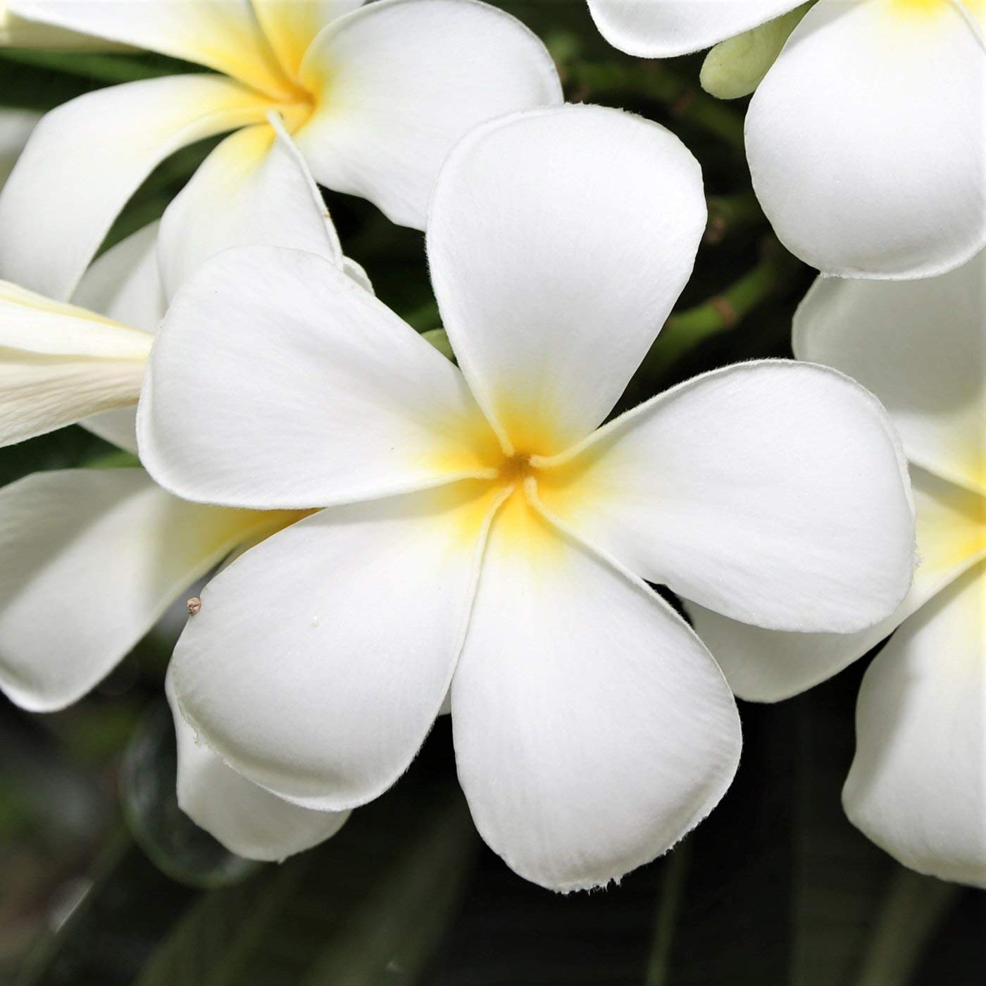4 White Hawaiian Frangipani Plumeria Tree Plant Cuttings PT54 Discount Hawaiian Gifts