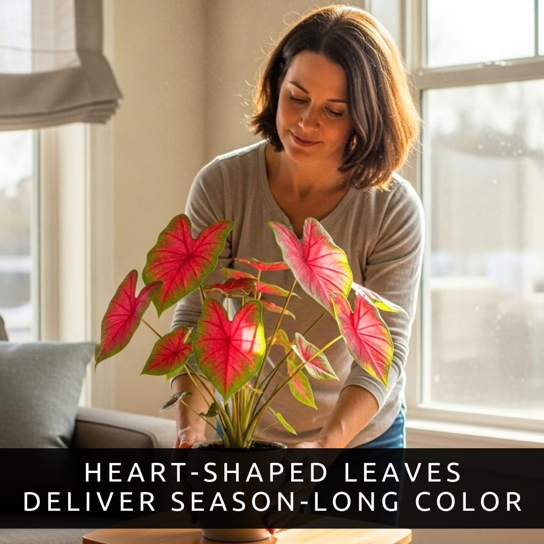 10 Crimson Sky Caladium Bulbs for Planting - Perennial Hosta, Elephant Ears, Fancy (10 Bulbs)