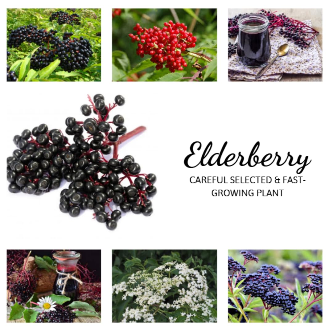 2 Elderberry Bushes Live Plants, 9 Months Old 5-9" in Tall Seedling, Elderberry Plants Live for Planting, Cold Hardy, Zones 3-8
