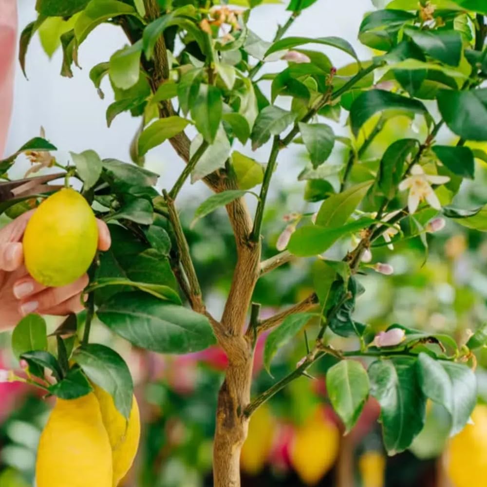 2 Meyer Lemon Tree Live Plants in 4'' Pot, Hardy Meyer Lemon Tree, Tropical Fruit Tree for Indoor and Outdoor Planting, Fragrant Citrus Plants, Well-Rooted, 3-5 Inches Tall