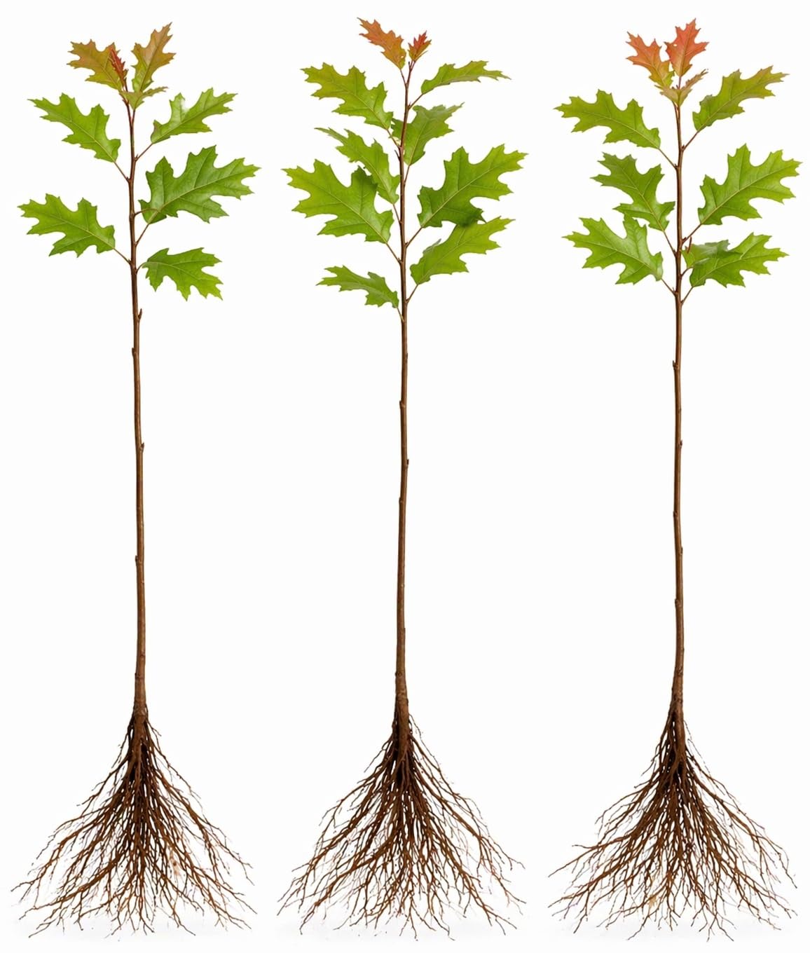 3 Pack Red Oak Trees (Quercus rubra) – Live Fast Growing Shade Trees, Vibrant Red Fall Foliage, Hardy Landscape Trees for Yard & Garden