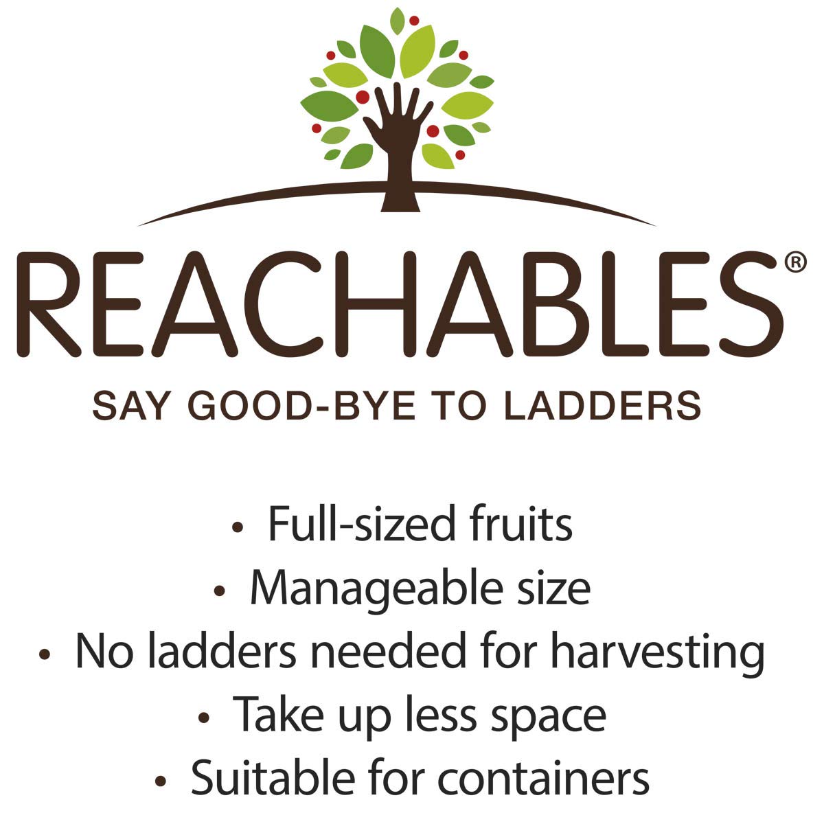 Direct Gardening Fantasia Reachables Dwarf Nectarine Dormant Bare Root Fruit Bearing Starter Tree - Can't Ship to CA, CO, ID, MT, OR, or WA