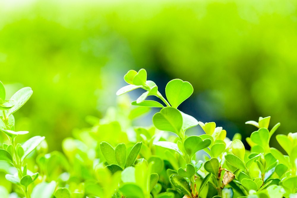 Japanese Boxwood 1 Gallon