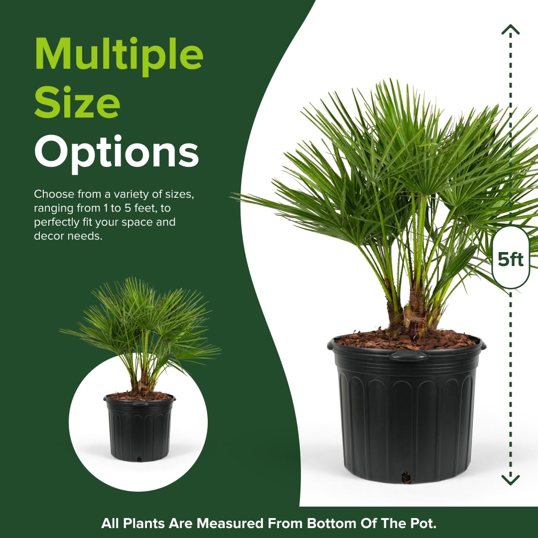 European Fan Palm Tree Multi - Chamaerops Humilis, Cold Hardy Mediterranean Palm, Drought-Tolerant Ornamental Plant for Patios, Gardens, and Landscapes (3gal Pot, 2-3ft)