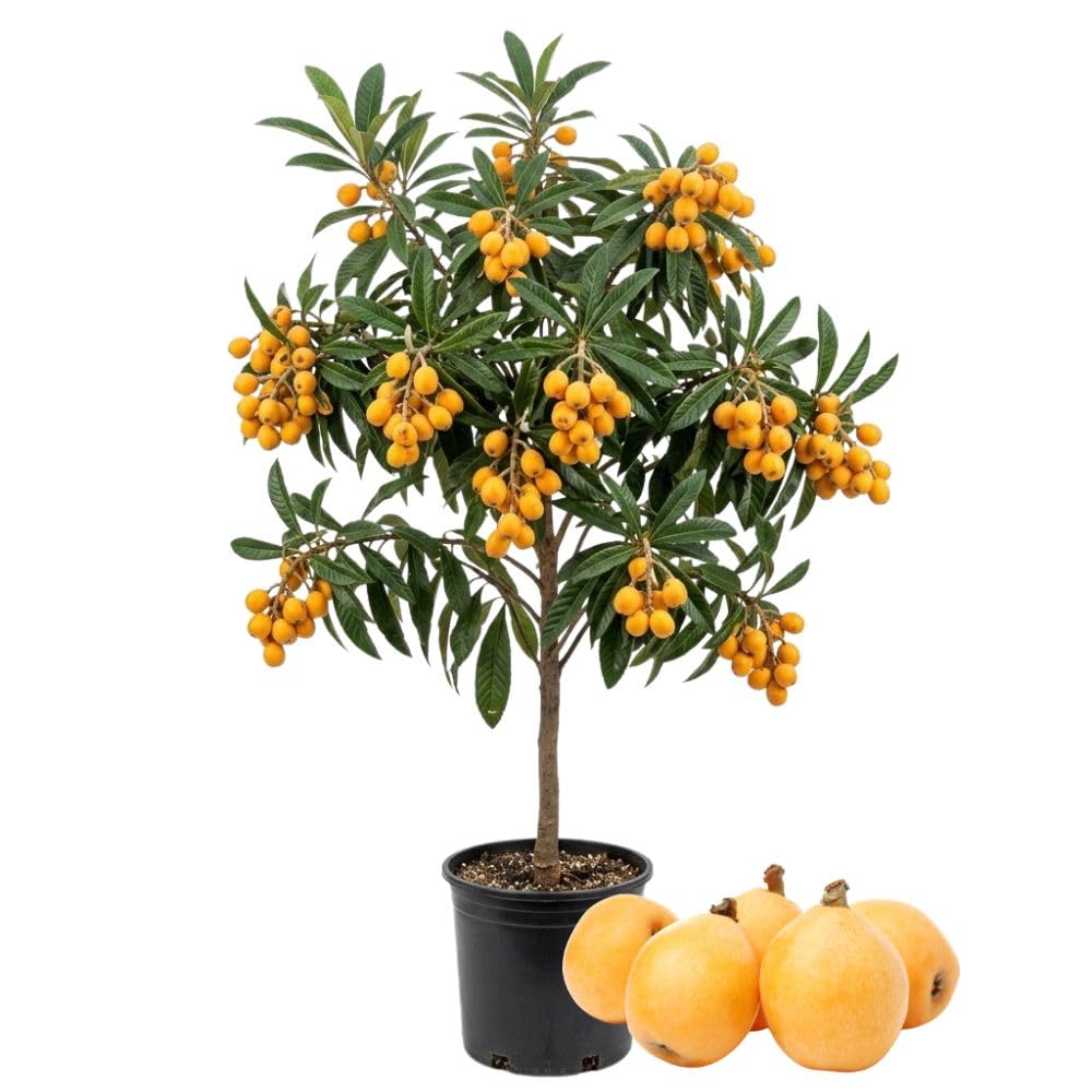 Seedling Loquat Tree Live Plant 3 Gallon, Loquat Fruit Tree 2 to 3ft Tall, Sweet Fruit Tree Growing Plant, No Ship to CA