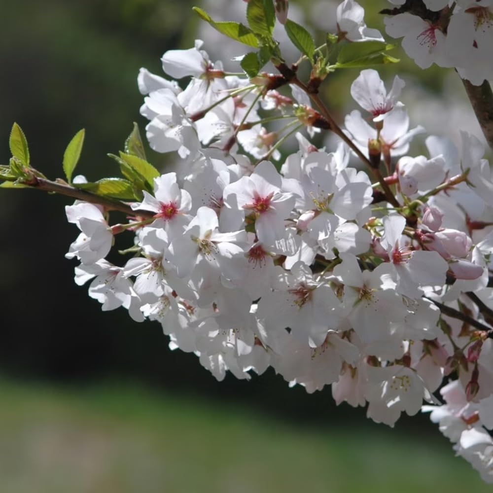 Cherry Blossom Tree, Live Ornamental Tree 6-12" Tall in Pot, Beautiful Spring Blooms for Outdoor Planting (Snow Cherry Blossom)