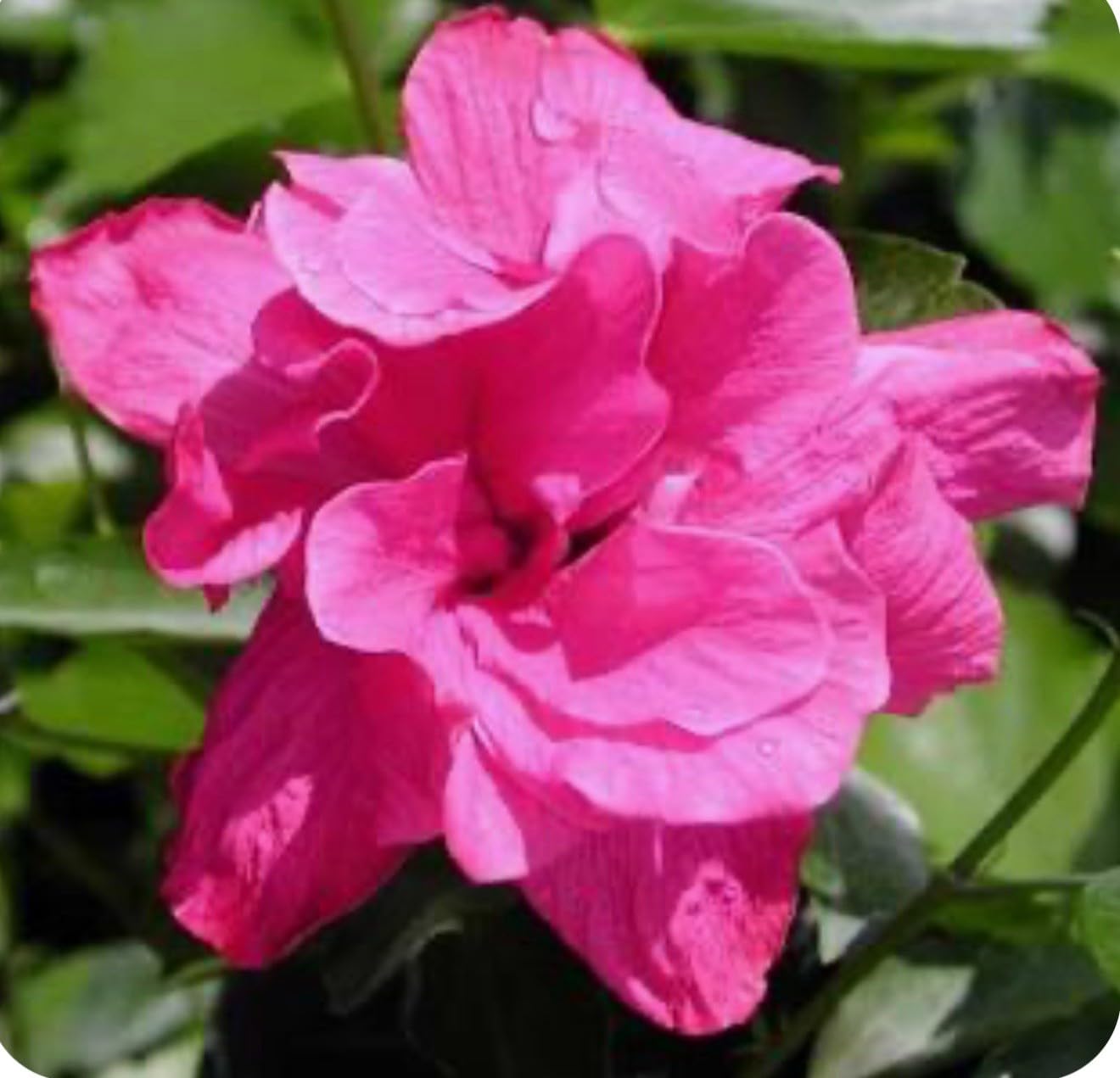 Live Plant - Kona Hibiscus-Small Rooted Starter Plant-Hibiscus Rosa-sinensis