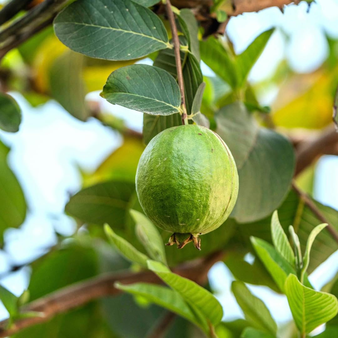 Live White Guava Tree Plant, Guava Tropical Fruit Tree, 2-3 Feet Tall in 3 Gallon Pot, Sweet Fruit for Outdoor Growing, No Ship to CA