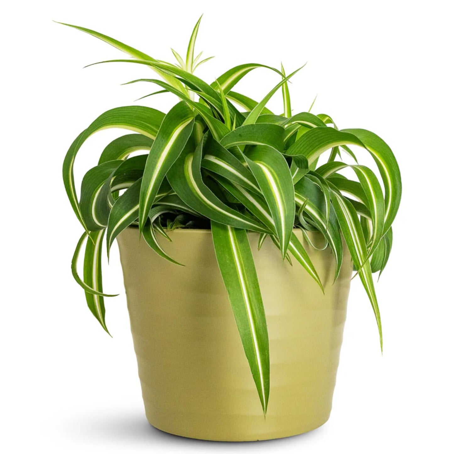 Hanging Curly Spider Plant Live in 4 Inch Pot | Bonnie Spider Plant | Air-Purifying | Low Maintenance | Perfect for Home and Office Decor | Easy Care Starter Plants