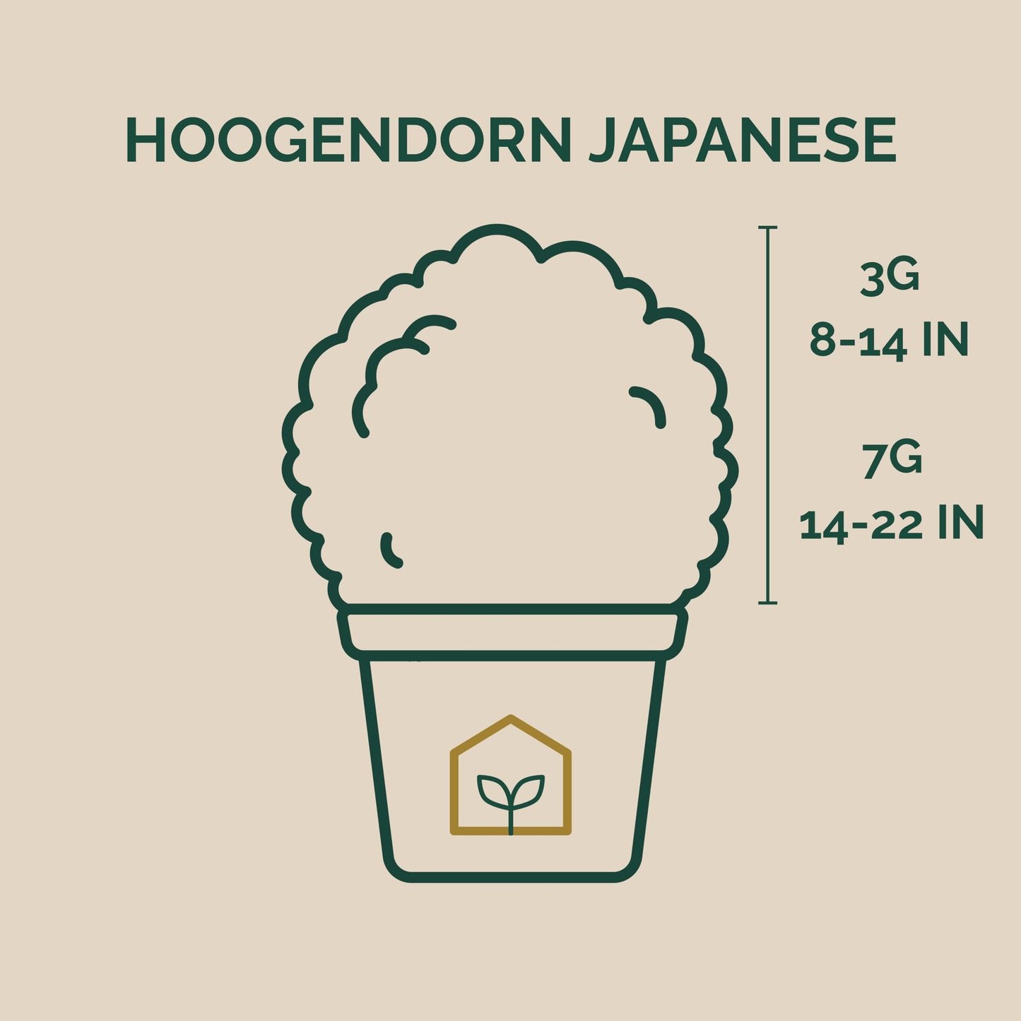 Hoogendorn Japanese Holly 3-Gallon