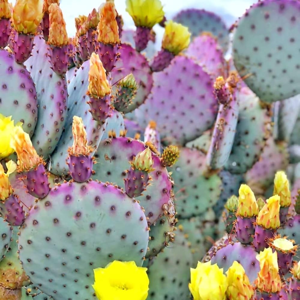 Pack of 2 Pots Purple Prickly Pear Cactus Plants Live, Each 3.5 Inch Pot, Hardy Colorful Prickly Pear Cactus Plant for Rock Gardens Outdoors
