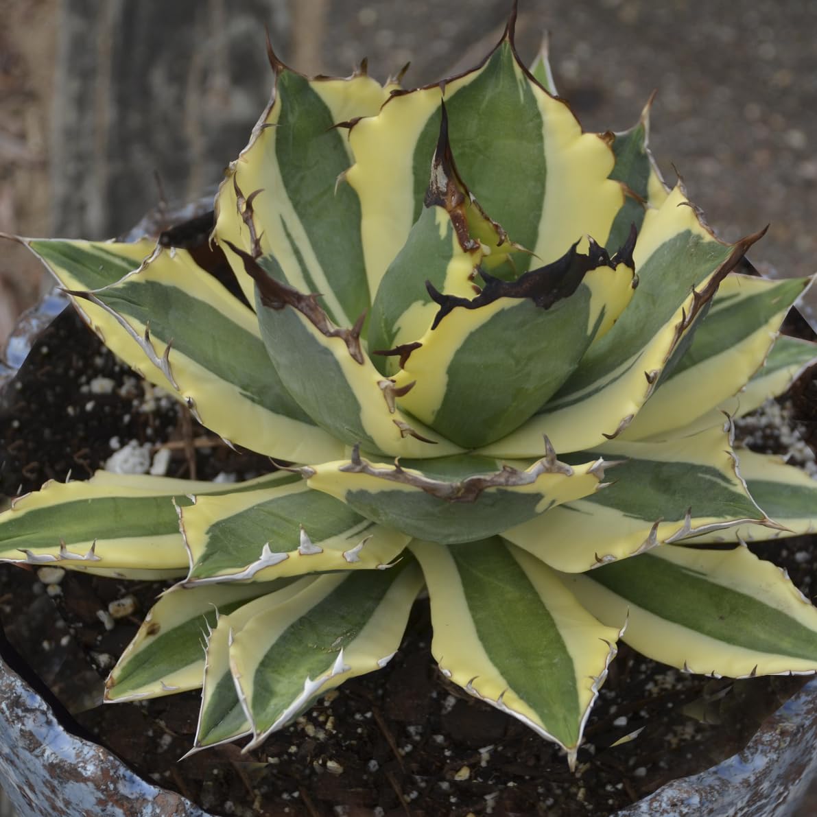 Agave Snaggle Tooth Beautiful Variegated Starter Plant! 2" to 3" Wide! Shipped Bare Root! No Pot or Soil!