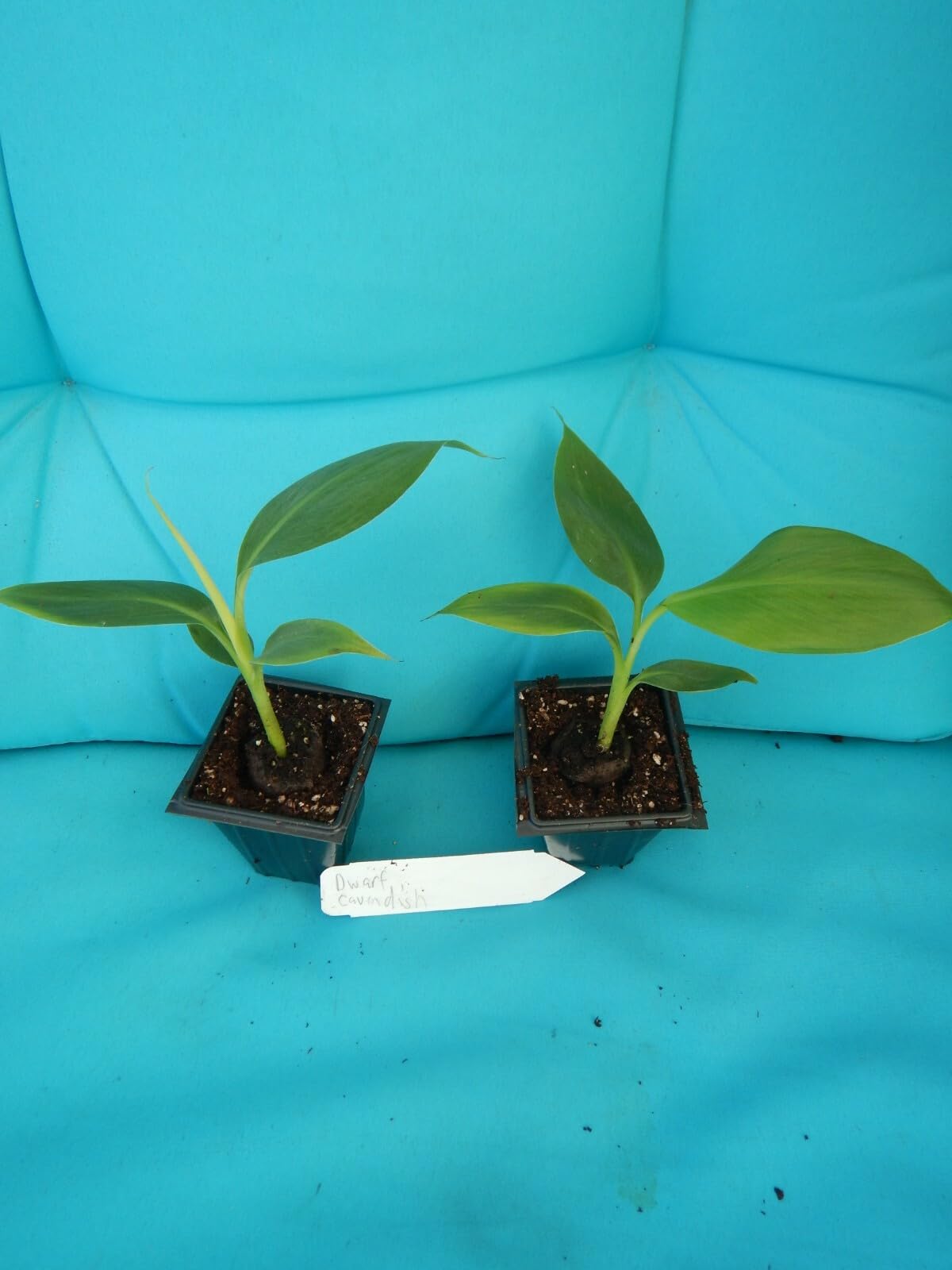 Live Plant - Dwarf Cavendish Banana Tree Live Musa Banana Starter Plant