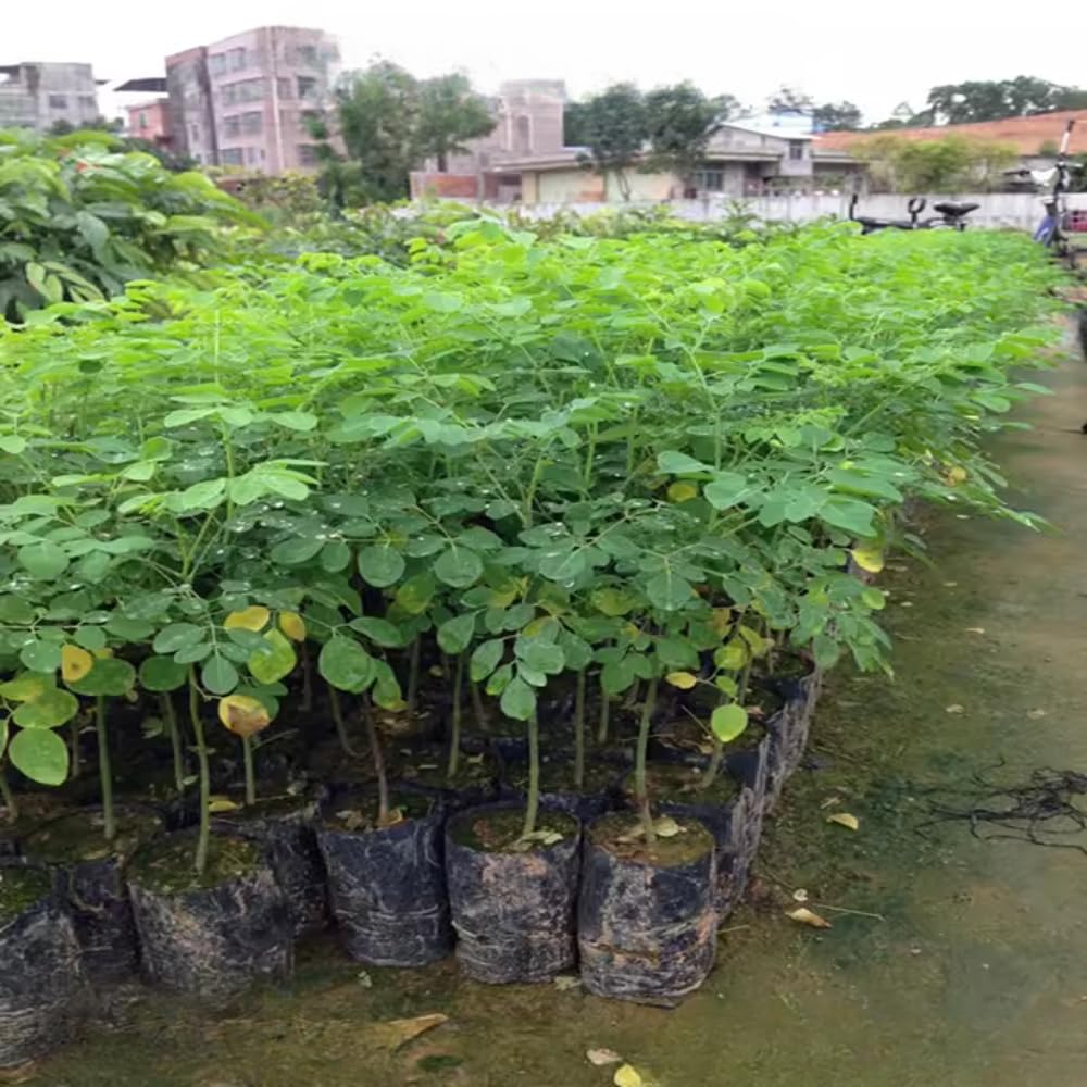 Moringa Tree Live Plant in 4 Inc Pot, 6"-12" Malunggay Drumstick Trees, Horseradish Herb Moringa Plants, Deciduous Tree