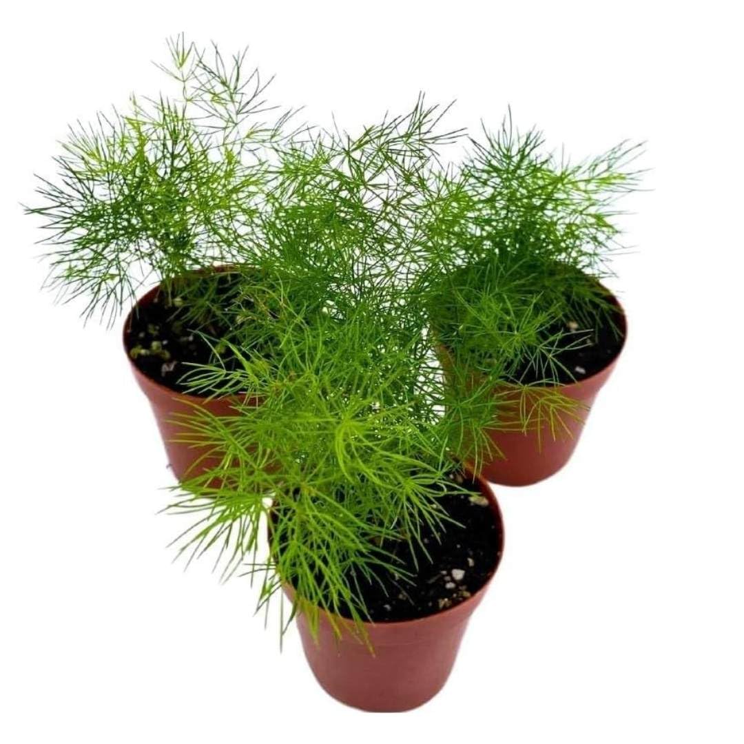 BubbleBlooms Ming Fern Asparagus retrofractus, 2 inch Set of 3, Tiny Mini Pixie Plant