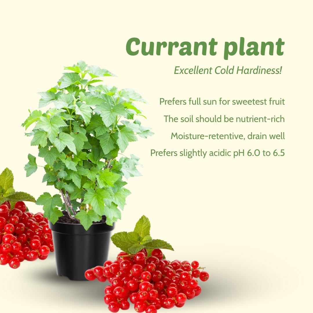 Live Currant Bush Plant Fast Growing, Ready Bear Fruit Within 1 Year - No NC, WV, NH, 6-14" Tall, Great for Backyard or Orchard Growing, Currant Plant (Red)