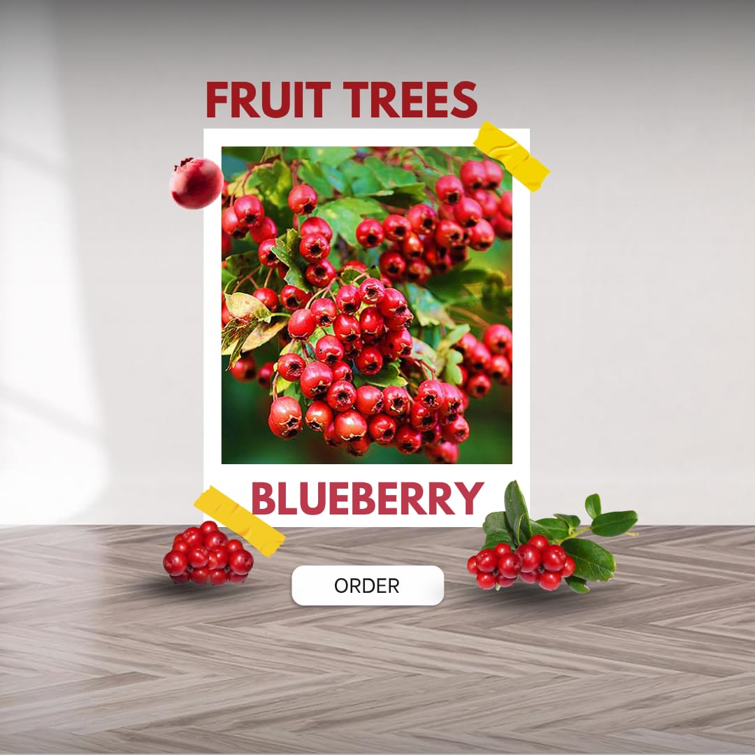 Blueberry Plant in 1 Gallon Pot, 1-2 Ft Tall, Pink Lemonade Blueberry Tree for Planting, Well Rooted and Cold Hardy Blueberry Tree, No Ship to CA