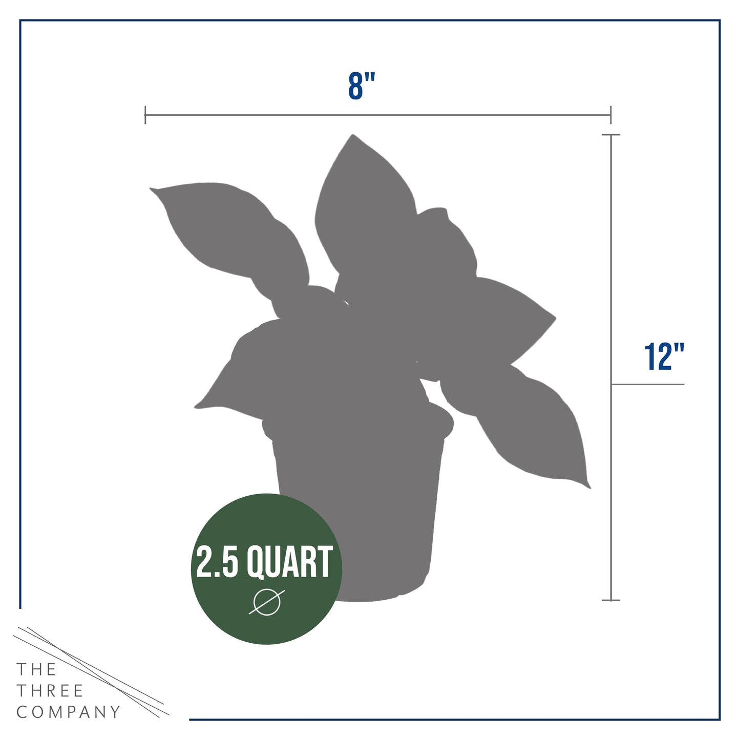 Live Hosta 'Patriot', Flowering Shade Perennial Plant, 12" Tall by 8" Wide in a 2.5 Qt Pot