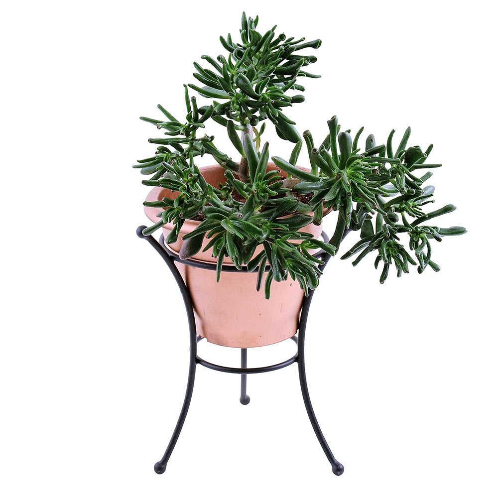 Achla Designs GBS-21 Multi-Use, Large Wrought Iron Metal Plant birdbath Bowl Stand Flowerpot Holder, Black, 10 Inch