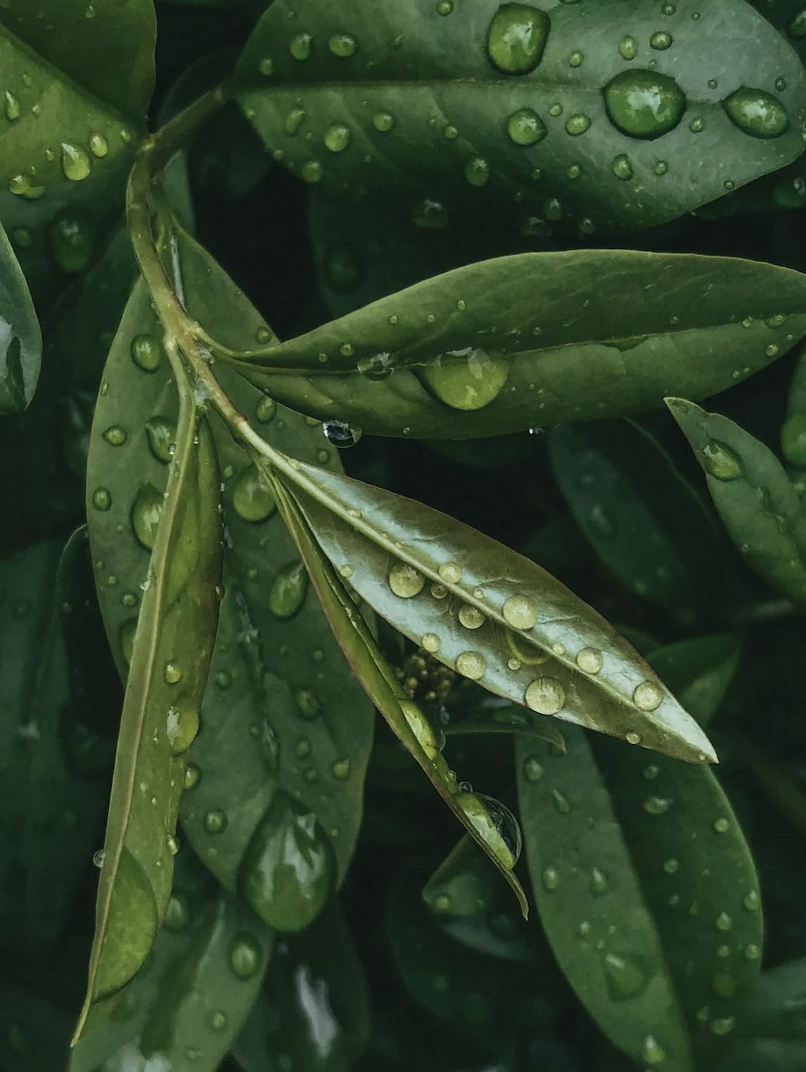 Bay Laurel Tree - Laurus Nobilis - Bay Leaf Live Plant (5–9 Inches Tall) - True Laurel, Aromatic Evergreen – Container-Friendly Patio Tree or Indoor Herb