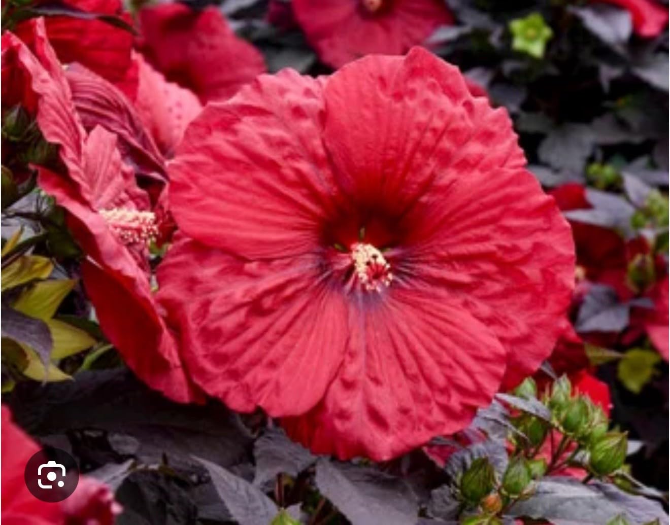 Live Plant - Mimi Hibiscus Moscheutos-Small Rooted Starter Plant-Huge 6-8”Blooms