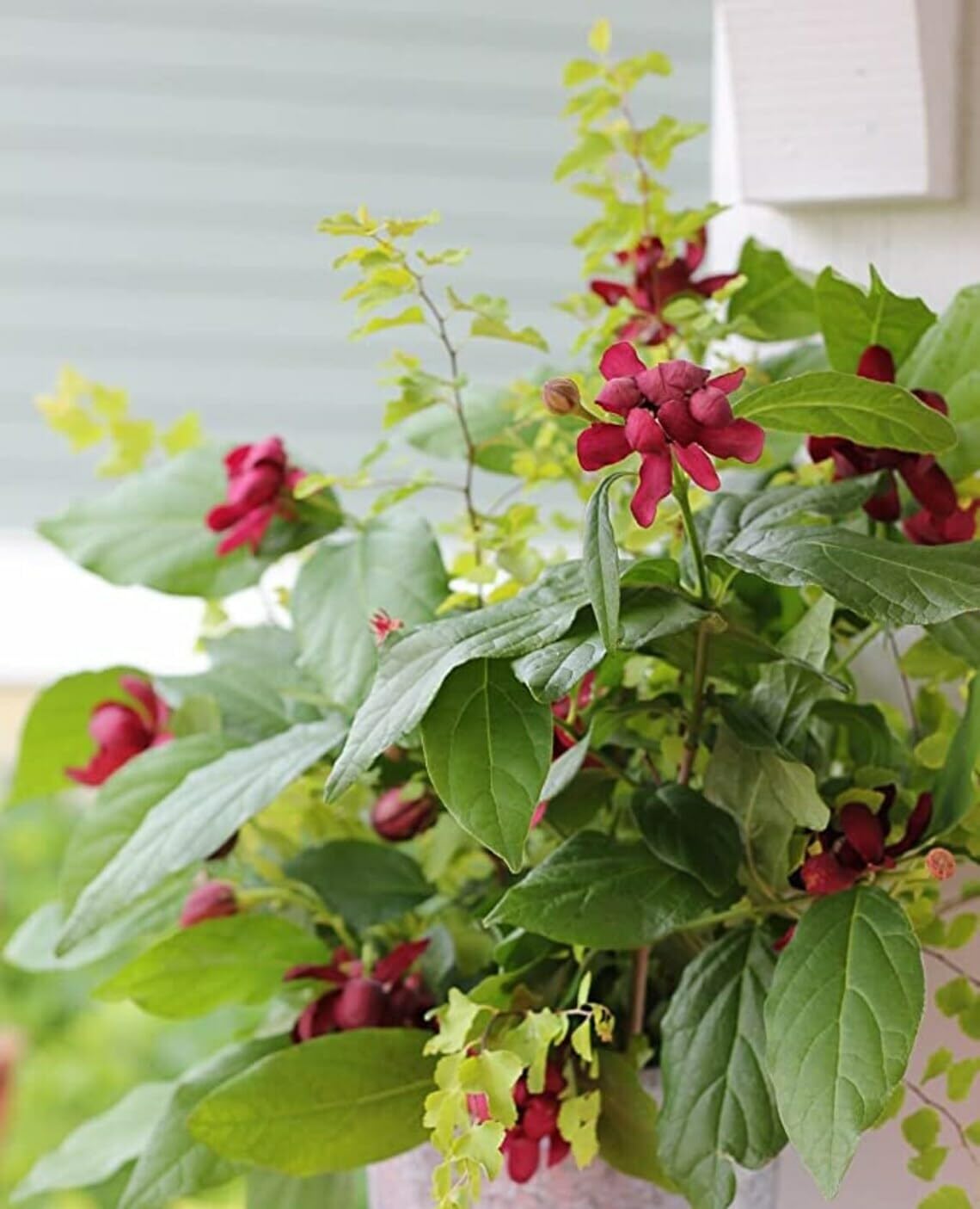 Live Plant - Carolina Allspice/Sweet Shrub - 6-18" Tall Plant - Qt Pot - Calycanthus floridus
