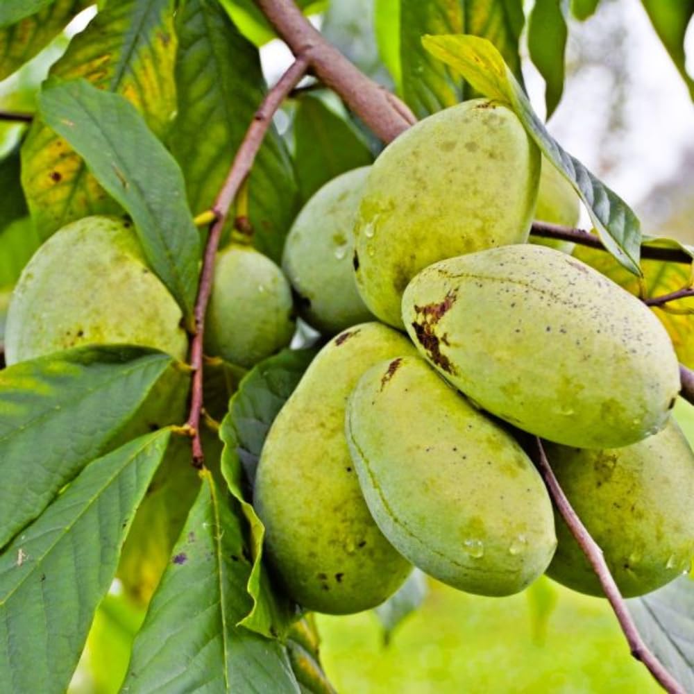 2 Pots Pawpaw Trees Live Plants, 6-12" Bare Roots Paw Paw Seedling Plants, 1 Year Old Well Rooted, Common Pawpaw Asimina Triloba