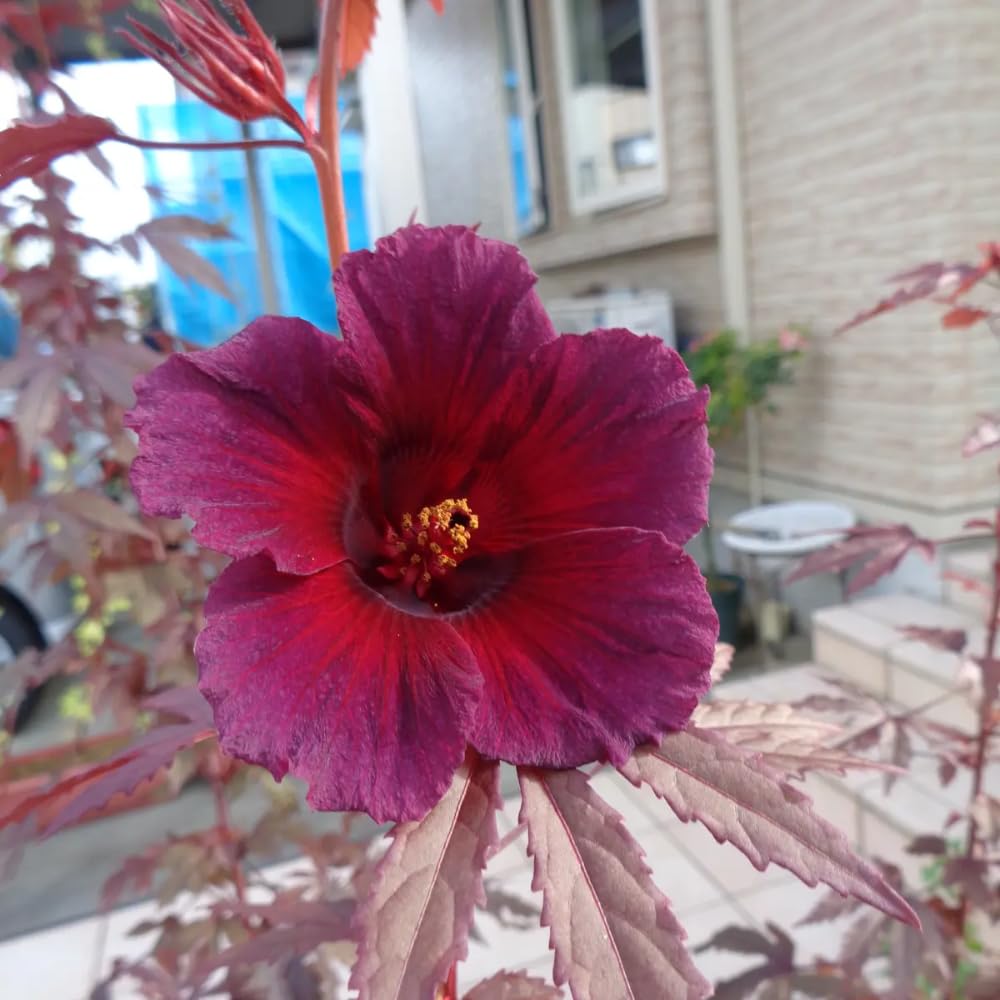 2 Hardy Hibiscus Plants Live, Cranberry Hibiscus Flowers Plants from 5 Inches Tall