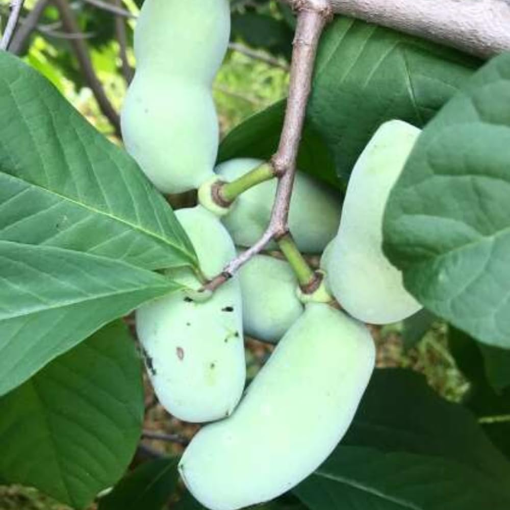 3 Pawpaw Trees Live Plants, 1 Year Old Paw Paw 7 to 12" Tall Bare Roots, Dormant in Winter