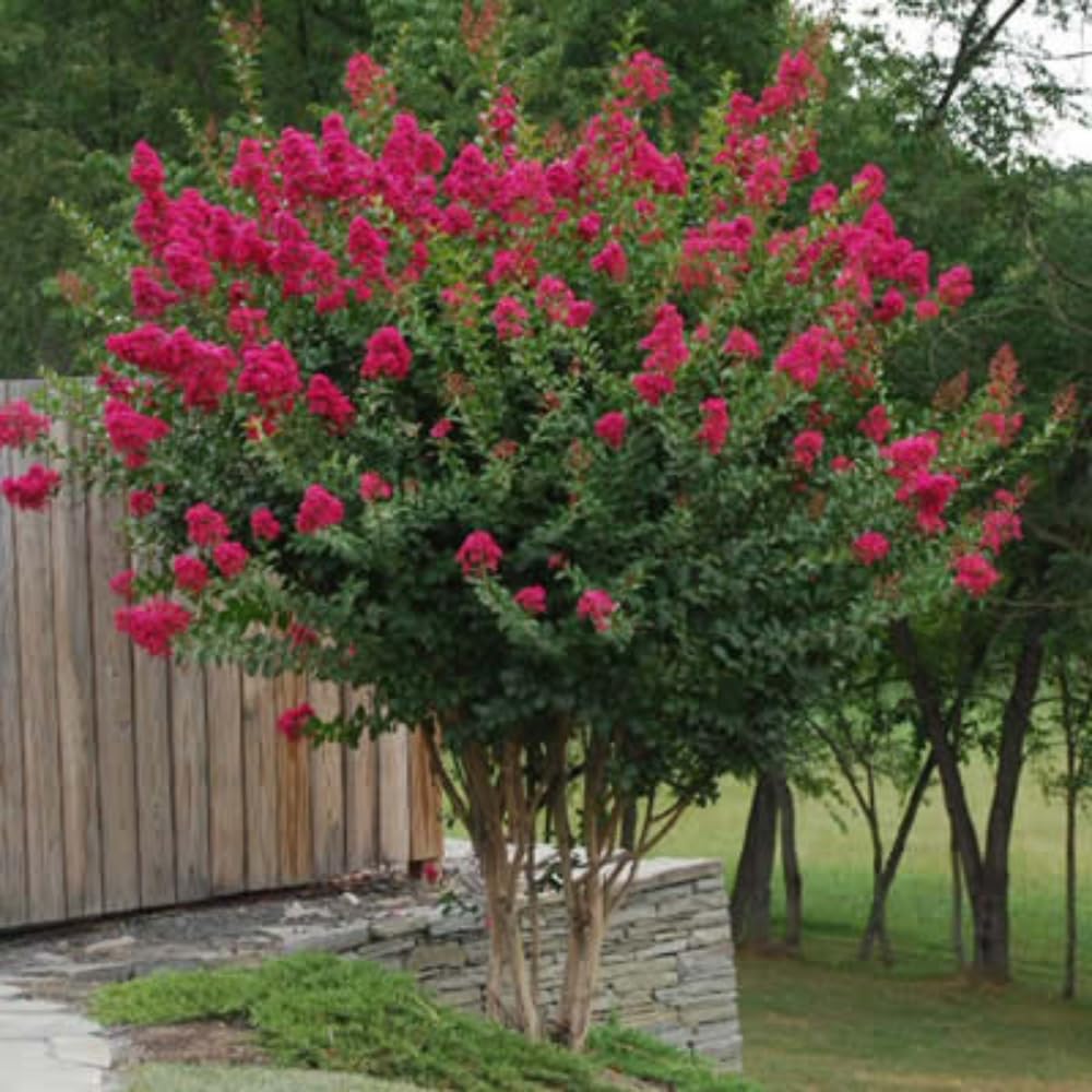 Tonto Crape Myrtle: Vibrant Dark Watermelon Red Blooms on a Fast Growing, Hardy Dwarf Tree, Matures 8-10ft Tall & Wide, Ship 3-4ft Tall Well-Rooted in Pots with Soil, a Southern Classic!