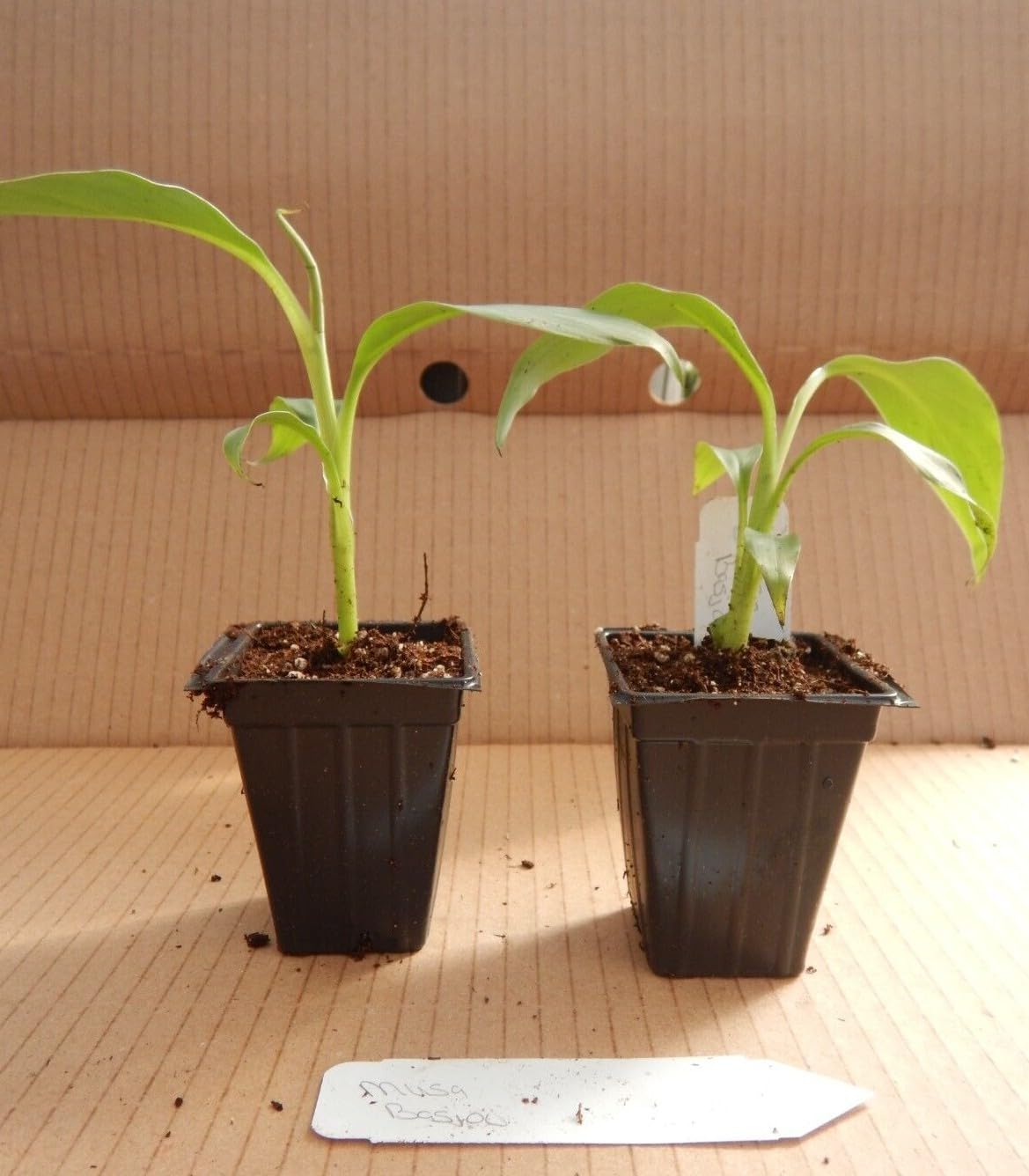 Live Plant - Basjoo Banana Tree Cold Hardy Musa Live Banana Tree-Small Rooted Starter Plant