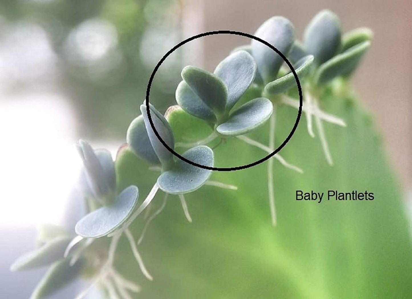 5 Mother of Thousands Kalanchoe daigremontiana~Mexican hat Plant Succulent