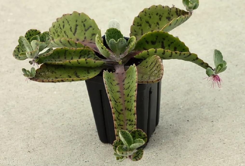 Donkey Ears Kalanchoe gastonis bonnieri Live Plant Rare Succulent Cacti 4" Plant