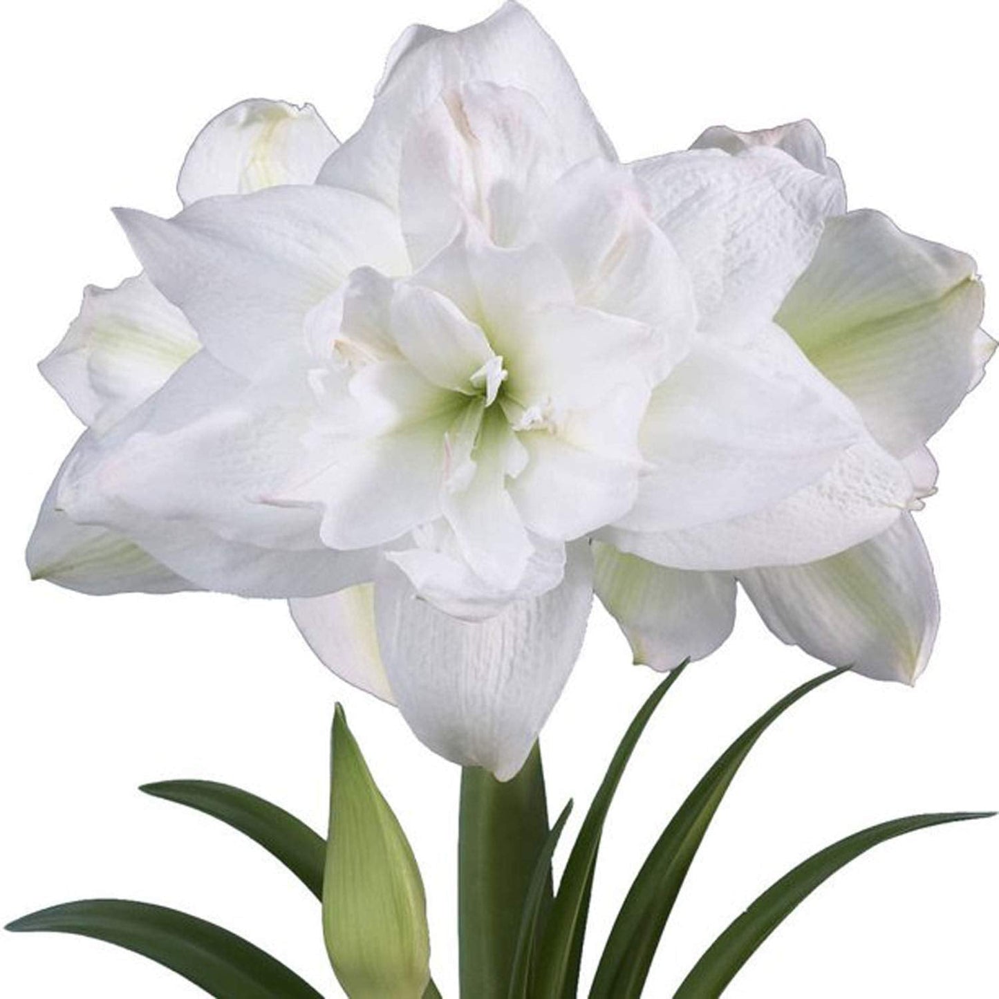 UtopiaSeeds Marquis Amaryllis Bulb - Double White Amaryllis - One Large Bulb