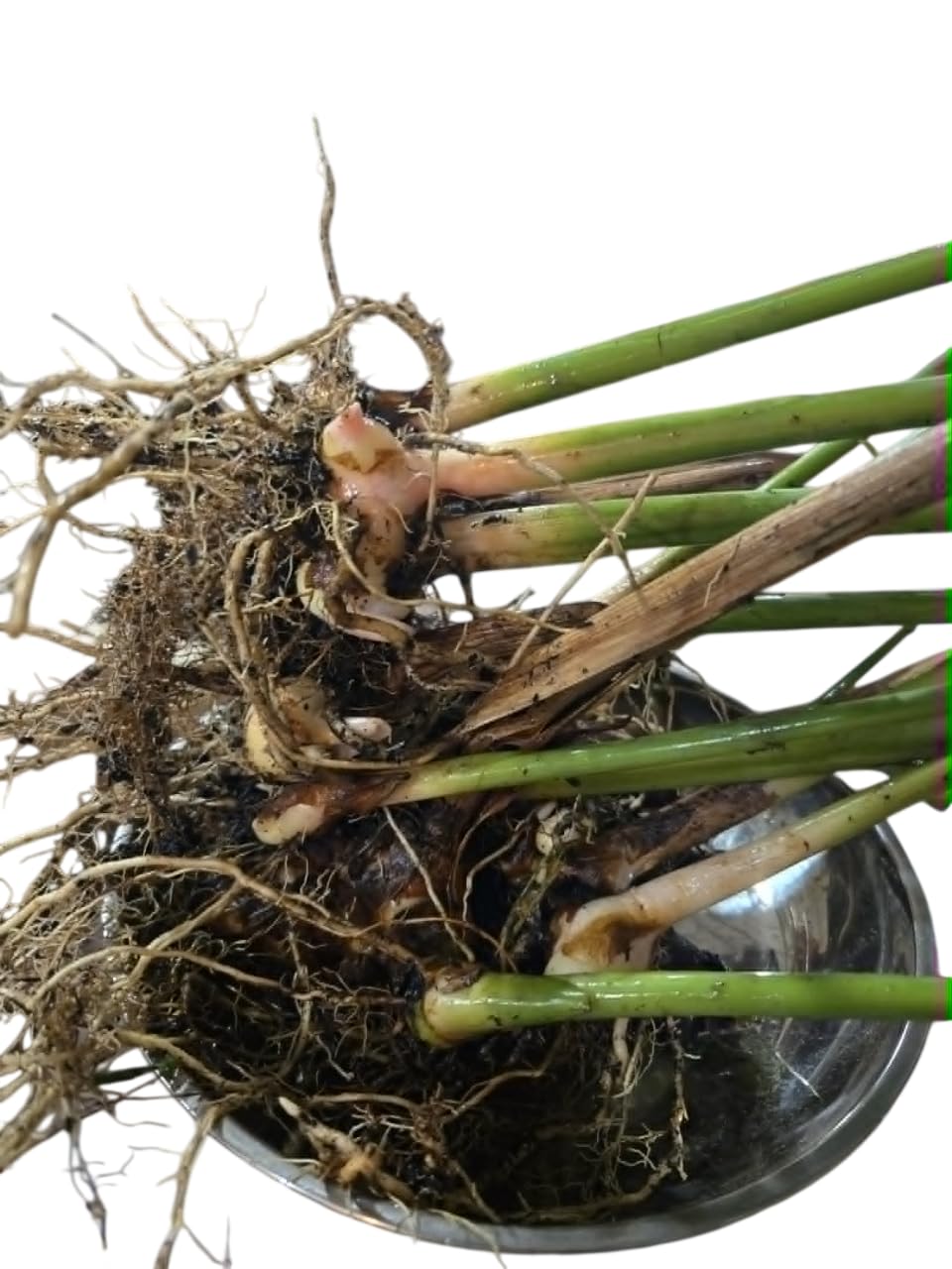Set 4 Plants Shampoo Ginger Zingiber Zerumbet Pinecone Ginger Plant with Roots, 4-8 Inch Tall