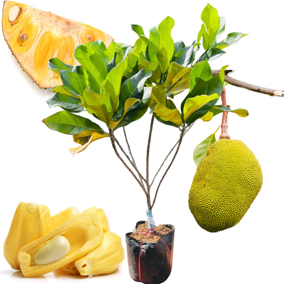 Live Jackfruit Tree Plant High Yield,1 Year Old Potted, 8-14" Tall, Sweet Tropical Fruit for Outdoor Gardens
