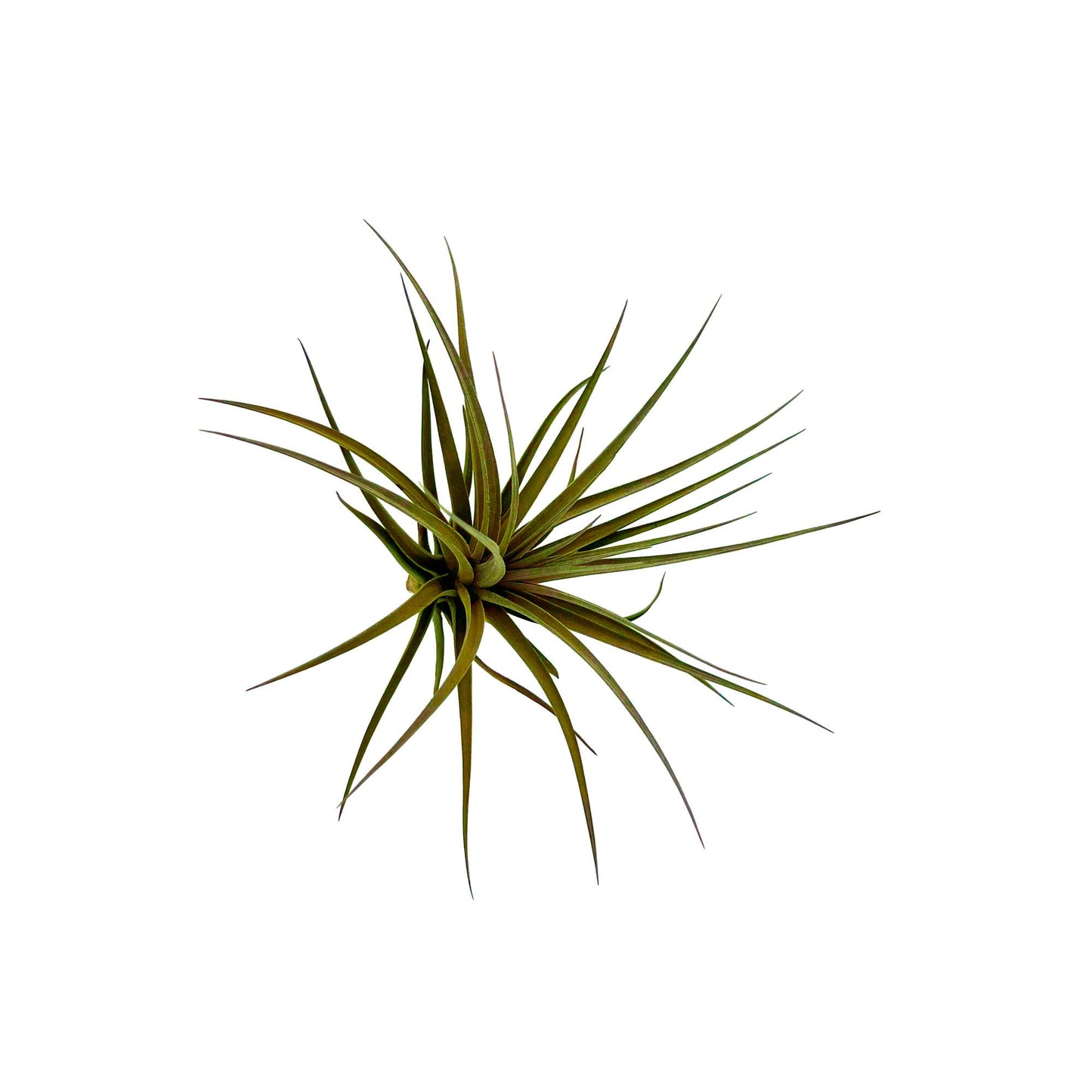 Air Plants - Flowering Tillandsia Stricta Large 5" - 1ct - Live Arrival Guaranteed - House Plants for Home Decor & Gift