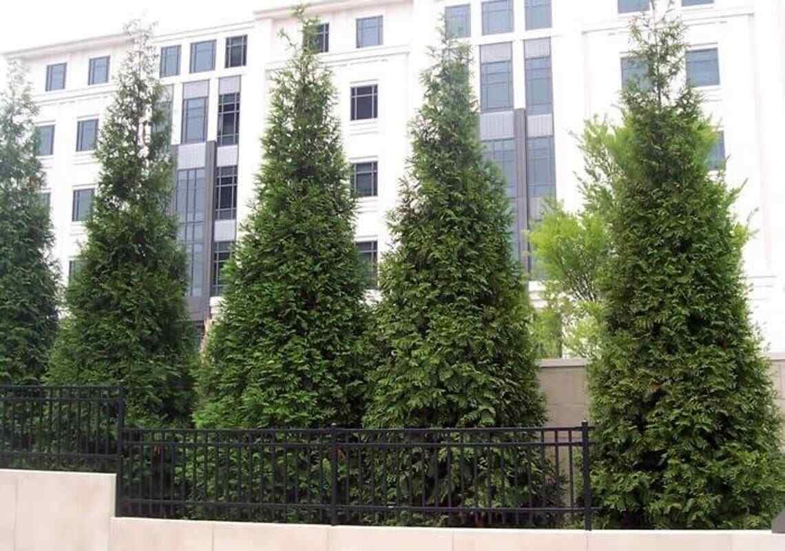 Live Plant - Thuja Green Giant Arborvitae Tree - Live Plant - 24-36" Tall - Trade Gallon Pot