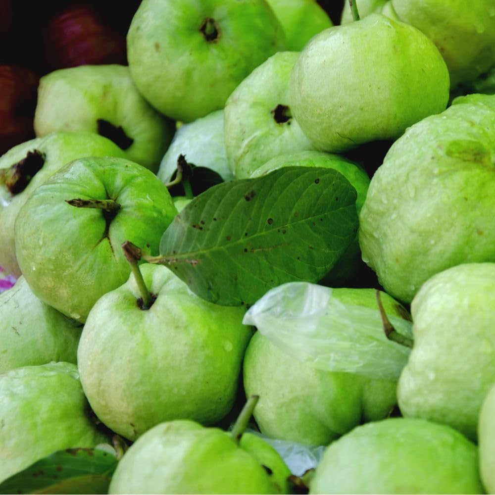 Live White Guava Tree Plant, Guava Tropical Fruit Tree, 2-3 Feet Tall in 3 Gallon Pot, Sweet Fruit for Outdoor Growing, No Ship to CA